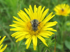 Eristalinus