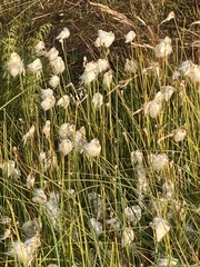 Eriophorum scheuchzeri