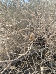 Asphondylia floccosa