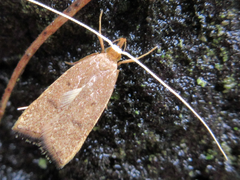 Lecitholaxa thiodora