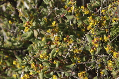 Tetragonia fruticosa
