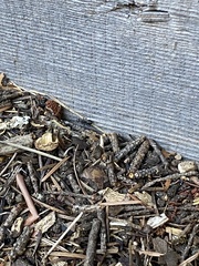 Formica obscuripes