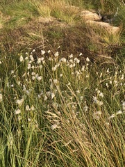 Eriophorum scheuchzeri