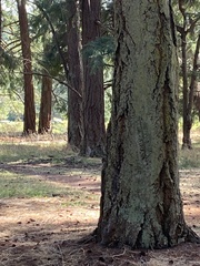 Certhia americana