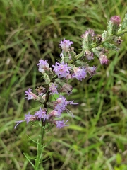 Liatris spicata
