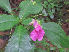 Impatiens textorii