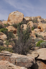 Montinia caryophyllacea