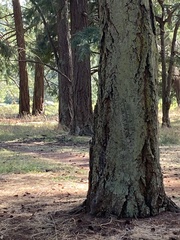 Certhia americana