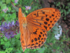 Argynnis sagana