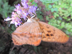 Argynnis sagana