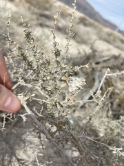 Asphondylia floccosa