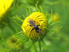 Thecophora