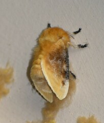 Megalopyge opercularis