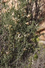 Montinia caryophyllacea