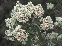 Buddleja loricata