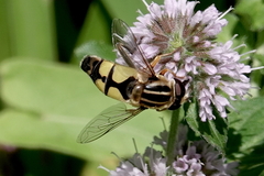 Helophilus trivittatus