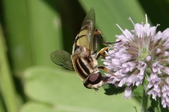 Helophilus trivittatus