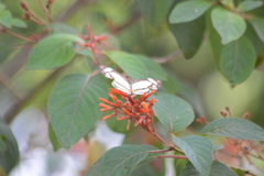Thisbe lycorias