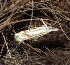 Catoptria falsella