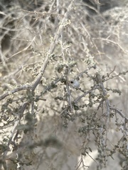 Asphondylia floccosa