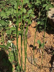 Equisetum hyemale