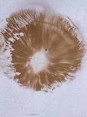 Pluteus