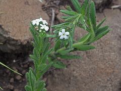 Lithospermum papillosum