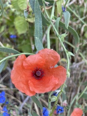 Papaver dubium