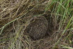 Atelerix frontalis