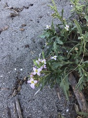 Cakile maritima
