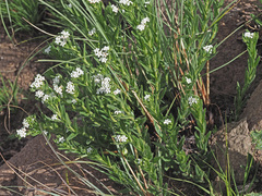 Lithospermum papillosum