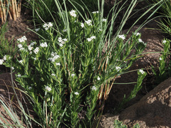 Lithospermum papillosum