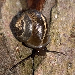 Helicina orbiculata