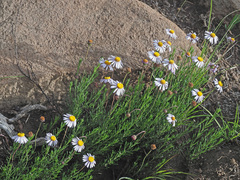 Felicia muricata muricata