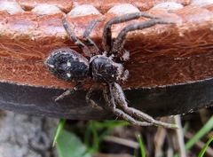 Tharpyna campestrata