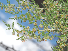 Asparagus stellatus