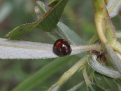 Chilocorus bipustulatus