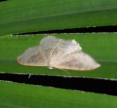 Idaea degeneraria