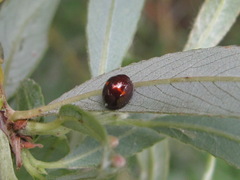 Chilocorus bipustulatus