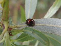 Chilocorus bipustulatus