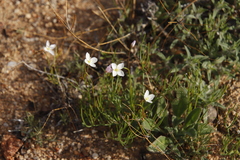 Heliophila variabilis