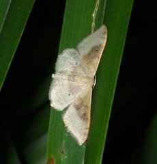 Idaea degeneraria