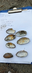 Unio elongatulus
