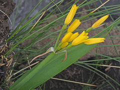 Cyrtanthus breviflorus