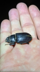 Lucanus cervus