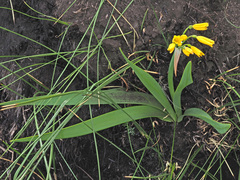 Cyrtanthus breviflorus