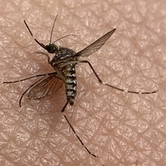 Aedes taeniorhynchus