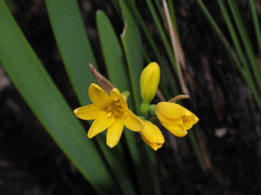 Cyrtanthus breviflorus