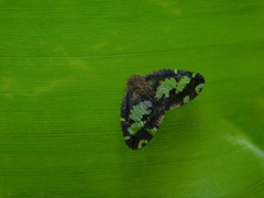 Ricanoptera fenestrata
