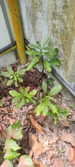 Talinum fruticosum